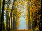 Oh Deer van Lars van de Goor thumbnail