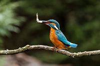 Kingfisher with fish