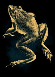 Kikker Kort Bodied van Septif