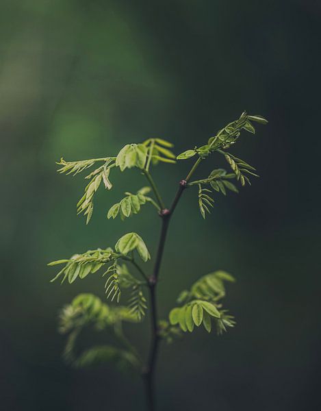 New life in nature. by Robby's fotografie