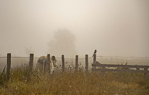 Weiland in de mist