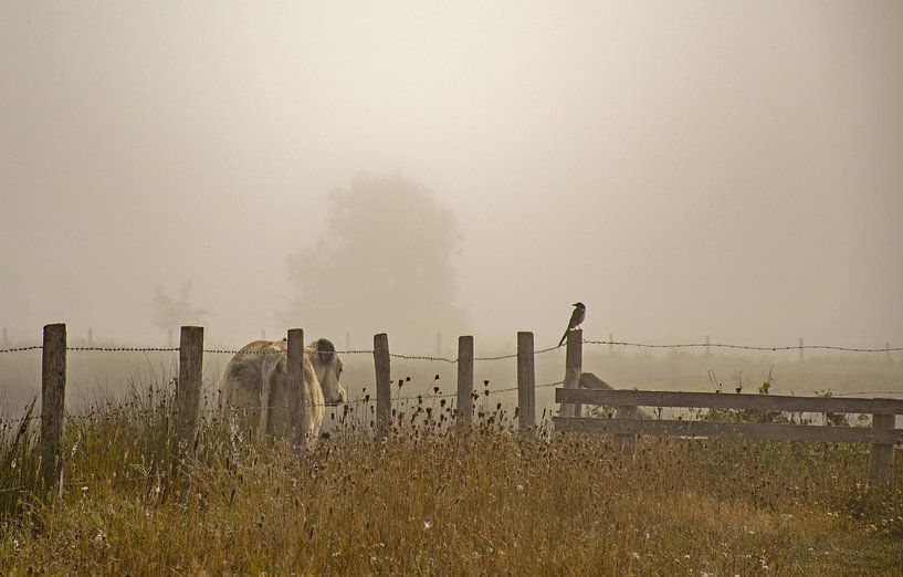 Weiland in de mist van Martine Moens