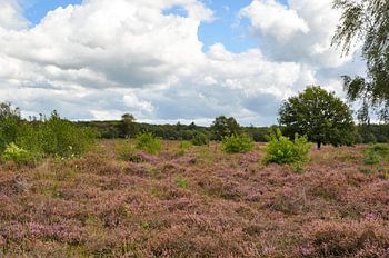 die Heide in Ermelo im September