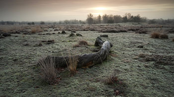 Loonse en Drunense Duinen 01
