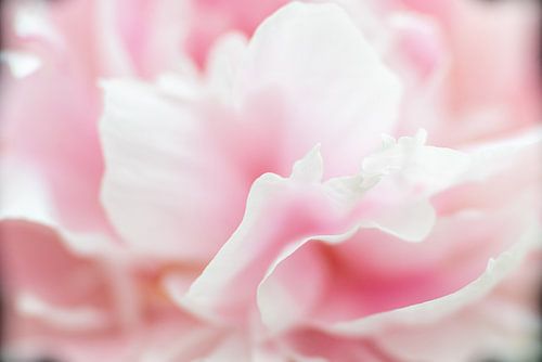 Macrofoto van de kroonbladeren van de pioenroos.