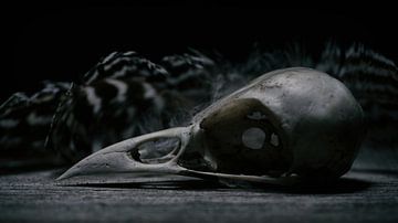 Skull by Johannes Schotanus