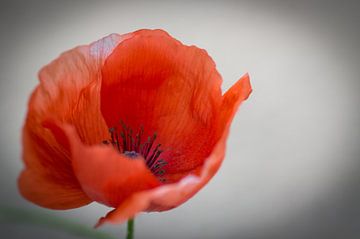 Coquelicot sur Herwin van Rijn