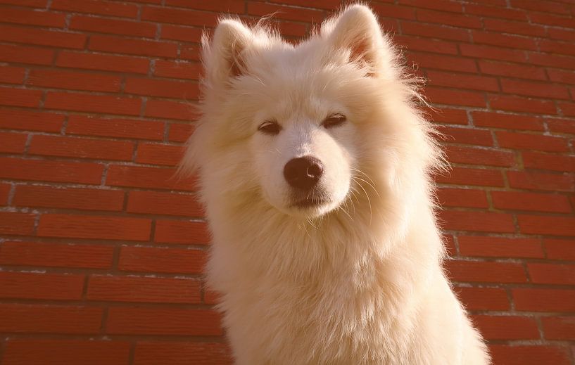 Samoyed van Bo Valentino