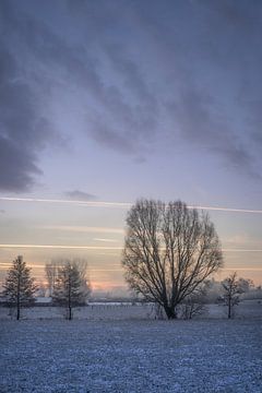 Winterse ochtend in de velden en tussen de bomen van Mickéle Godderis