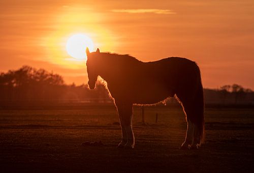 Paard tijdens zonsondergang.
