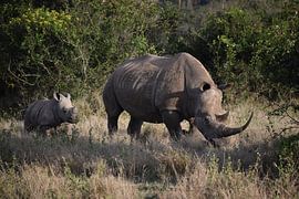 Nashorn mit Jungtier in Kenia von Vincent Dekker