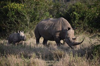 Nashorn mit Jungtier in Kenia