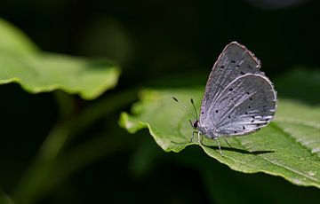 Vlinder Blauwtje van Nico Boersma