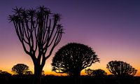 Zonsopkomst kokerbomen