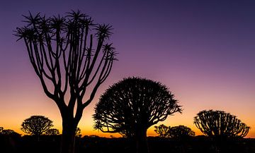 Sunrise tube trees by Robert Riewald