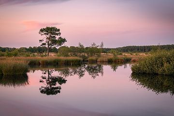 Rest von Marco Lok