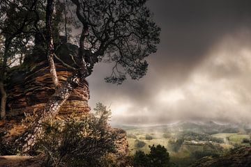 Stimmungsvolles Licht im Pfälzer Wald in Rheinland Pfalz von Voss Fine Art Fotografie