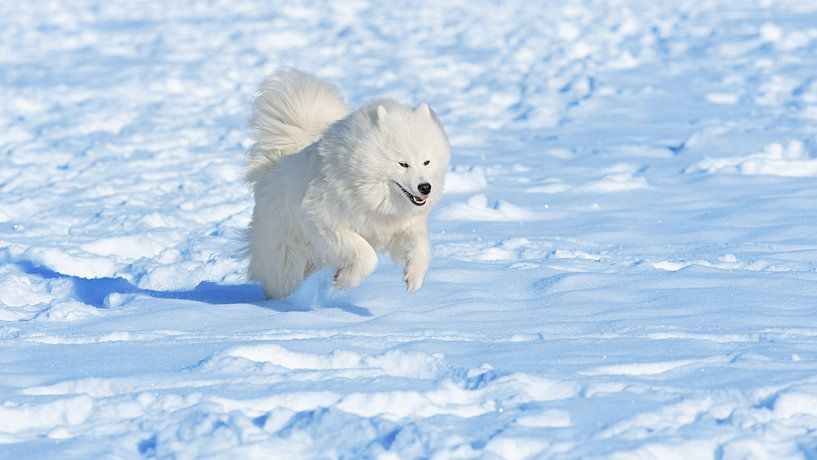Samoyed by Bo Valentino