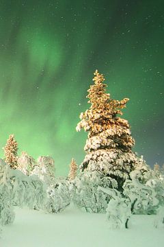 Noorderlicht met sneeuw in Finland van rik janse
