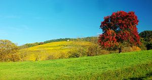 Arbre fruitier rouge en automne