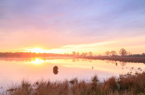 Fochteloërveen - Drenthe (Netherlands)