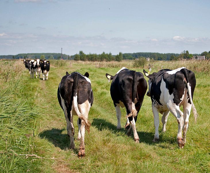 Koeien par Jaap Lagendijk