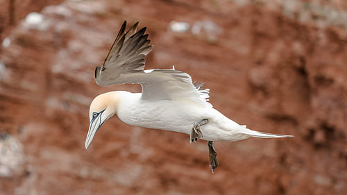 Oiseau marin : le fou de Bassan.