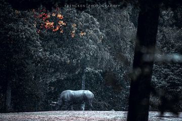 Burgerszoo Rhinozeros von Ruben Frencken