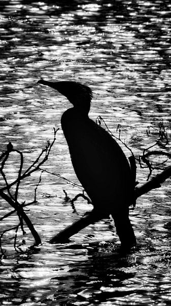 Cormorant in the light by Jan van der Knaap
