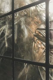 Greenhouse Plants Behind Glass