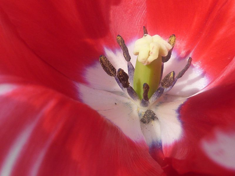 tulp van Ton Horst