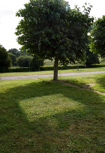 Baum mit Schatten und quadratischem Lichtfleck