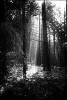 Bomen 
