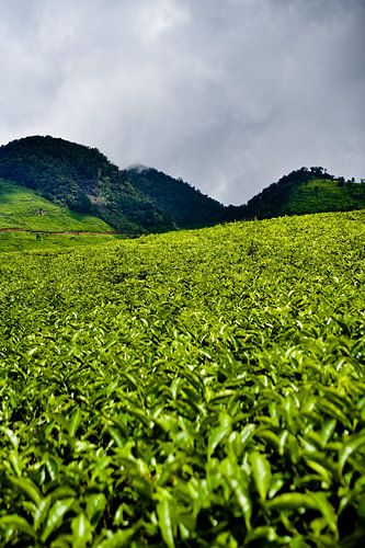 Het heldere, glooiende landschap van de Ciwidey-plantages