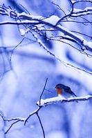 Winter 2