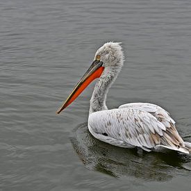 The Dalmatian pelican in silence by Jose Lok