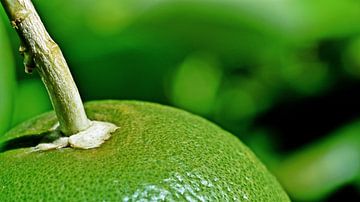 eine grüne Pampelmuse an einem Grapefruitbaum von Werner Lehmann