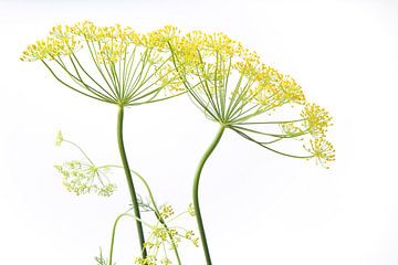 Twee gele dille bloemen,  Anethum Graveolens van Frans Rombout