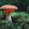 Fly agaric with light in the moss by Fotografiecor .nl