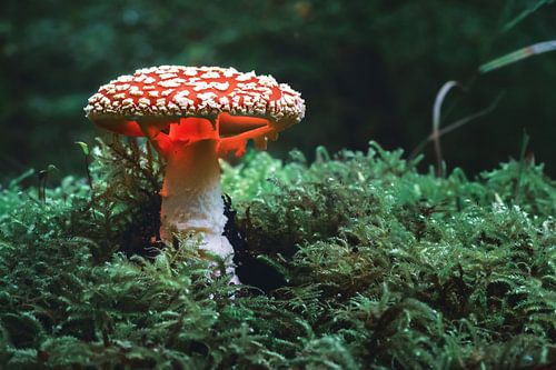 Vliegenzwam met licht in  het mos