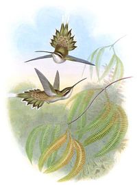 Ermite pâle, John Gould