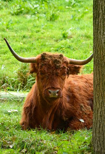 Portrait d'un Highlander écossais brun dans l'herbe
