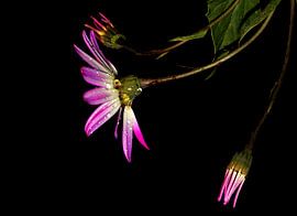 Kapkörbchen von Vera Kämpfe