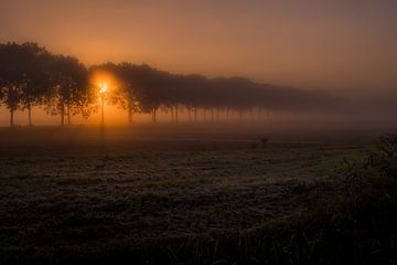 Ochtendzon in bomenlaan von Moetwil en van Dijk - Fotografie