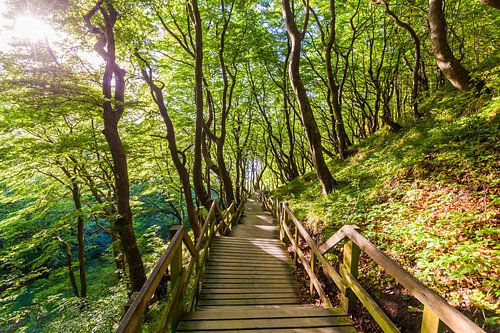 Een pad door het bos op het eiland Møn in Denemarken