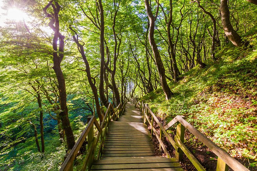 Weg durch den Wald auf der Insel Møn in Dänemark von Werner Dieterich