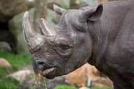 Head of a rhino by Joost Adriaanse thumbnail