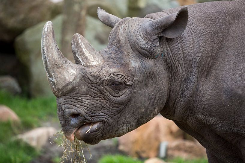 Head of a rhino by Joost Adriaanse
