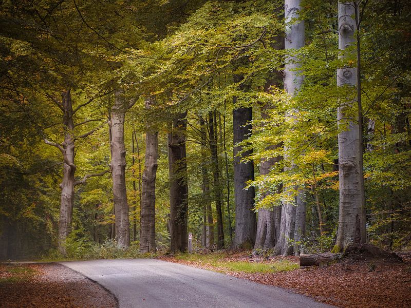 Bosweg Lage Vuursche von Pascal Raymond Dorland