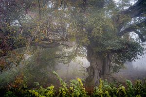 Herbstnebel an der alten märchenhaften Schäferlinde